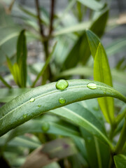 dew on a leaf
