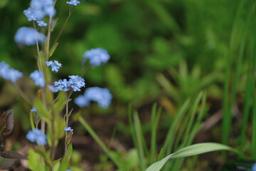 bright blue small flowers grow against the backdrop of greenery in the forest close-up as a background