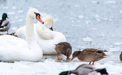 Freezing water. Wild birds, swans, and ducks swimming in a hole pattern. Crushed ice on the lake. Wild birds in a frozen pond in winter.