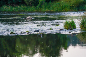 Naklejka na ściany i meble Series shot of a Gray Heron on the Black Rain River catching a fish and eating at dusk