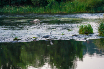 Series shot of a Gray Heron on the Black Rain River catching a fish and eating at dusk