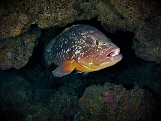 Underwater photo from a scuba dive at the Canary islands. Meeting with a large and territorial Grouper fish.