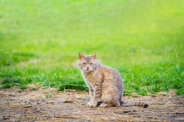 Naklejka na ściany i meble lovely cat sitting on the pavement in the green field, copy space, countryside concept, curious looking kitty