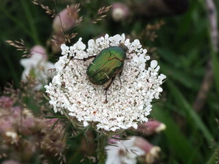Shiny green beetle (cetonia aurata) on white flower.