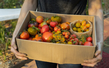 Farmer holds a cardboard box with a ripe tomato mix. Fresh vegetables for sale at the local farmers market. The concept of gardening and delivery of organic vegetables. Ecofarm worker. Selective focus