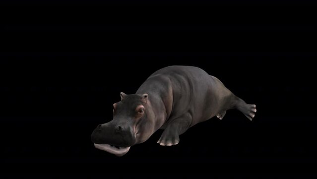 Hippopotamus Sleeping Front View . Animation. Full HD 1920×1080.Transparent Alpha Video. LOOP. 11 Seconds Long