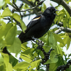 Red-winged blackbird sitting on tree branch