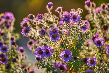 Violet flowers of Symphyotrichum novi-belgii bloom in the garden in the sunset light. Beautiful purple flower of New York aster blossoms in autumn