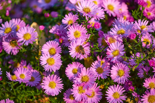 Lilac flowers of Aster amellus bloom in autumn in the sunset light. Beautiful violet asters grow in the garden. Syrphidae (or hoverfly) sitting on flower