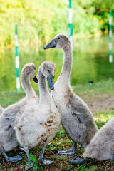 Fototapeta premium swans and cygnets on shore lake on summer day