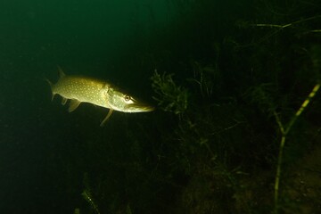 underwater world  and fishes with European pike  in the Lake of Lucerne Switzerland