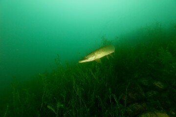 Fototapeta premium underwater world and fishes with European pike in the Lake of Lucerne Switzerland