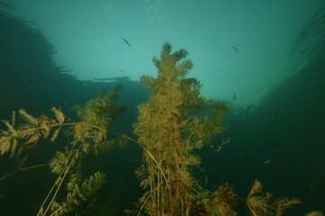 underwater world  and fishes with European perch in the Lake of Lucerne Switzerland - obrazy, fototapety, plakaty