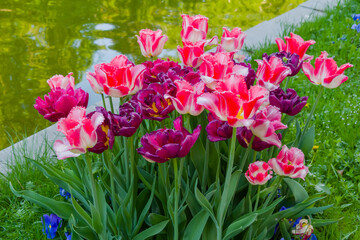 Colorful spring meadow with fringed pink and white tulip and purple tulip flowers - close up. Nature, floral, blooming and gardening concept