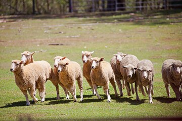 Obraz premium Schafherde wird zusmmengetrieben