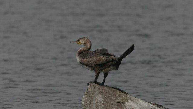 Kormoran