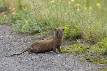 農道の上で警戒するずぶ濡れのイタチ