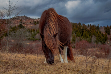 Wild ponies at Grayson Highlands