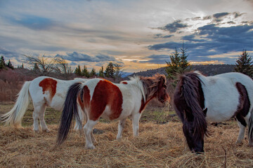 Wild ponies at Grayson Highlands