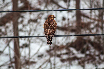 red tailed hawk