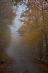 foggy road in autumn