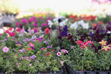Flower seedling in special containers at flowers market
