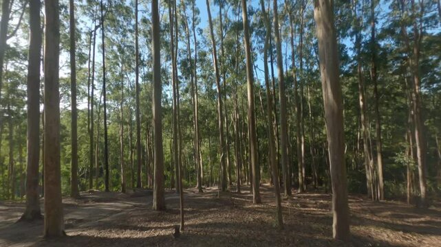 Woods Drone Cinematic