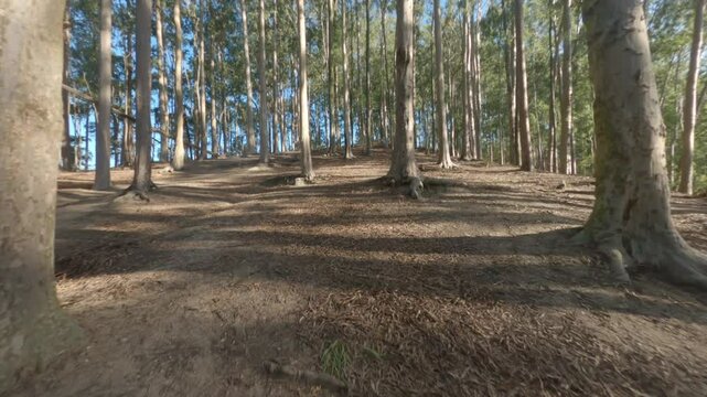 Aerial Woods