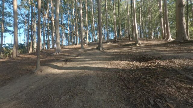 FPV drone in the woods