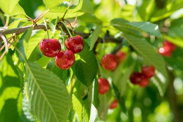 Ripe red sweet cherry on a branch.