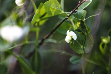 flowering garden pea, pisum sativum, in the garden. pea plant blossom. close up. - obrazy, fototapety, plakaty