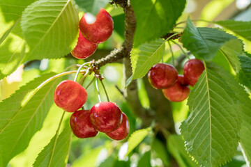 Ripe red sweet cherry on a branch.