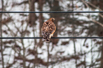red tailed hawk