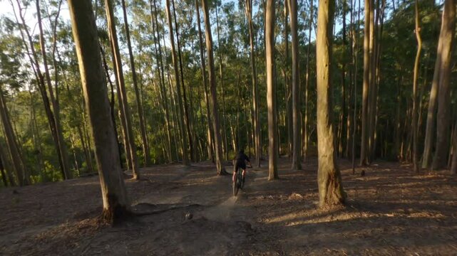 flight in the woods
