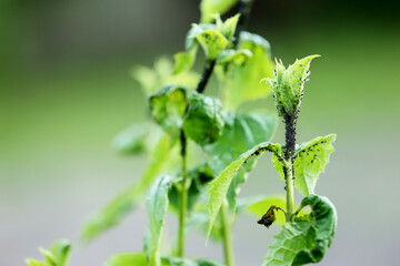Damaged blackcurrant leaves from a harmful insects aphids stock footage video