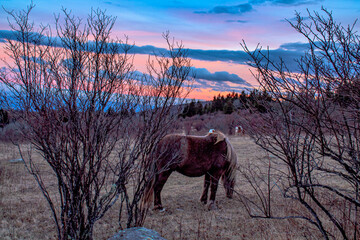 wild pony at sunset
