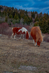 ponies in the mountains