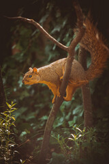 squirrel on a tree