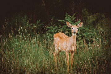 deer in the woods