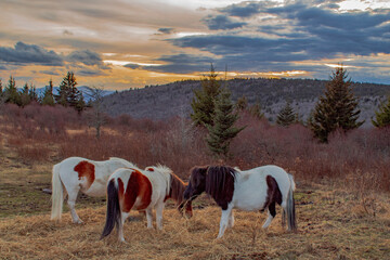 wild ponies