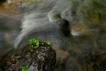 Magiczne zdjęcie kwiatka nad rzeką. Zielone listki na skale na tle wzburzonej rzeki. Wiry, piana,...
