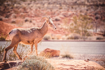 deer in the wild