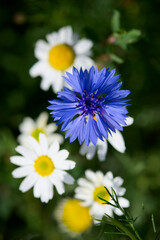 Błekitny, niebieski chabrowy chaber wśród białych z żółtym sercem rumianków, rumianów, stokrotek, margerytek. Zbliżenie, close - up. © Tomasz