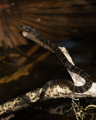 snake in the sand