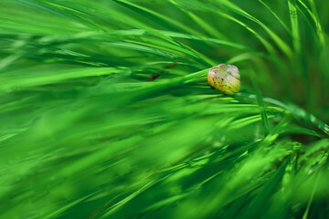 Ślimak w muszelce na łące w głębokiej trawie. Długie źdźbła trawy. Soczysta zieleń, lekko żółtawa muszelka, domek ślimaka.