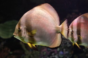 Obraz premium Beautiful fish in aquarium, undersea world and coral reef scene