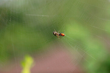 Australian Garden Orb Weaver Spider (Argiope catenulata)