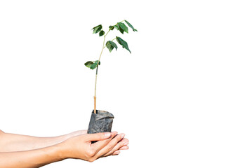 Hands holding a young plant in a black bag Isolated on white background with a clipping path