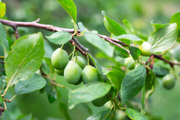 Green unripe plum on a tree branch in the garden in summer. Growing plants