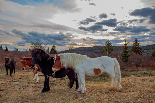 Wild ponies at Grayson Highlands